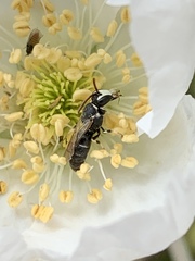 Hylaeus episcopalis