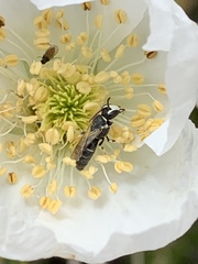 Hylaeus episcopalis