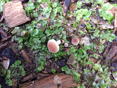 Tympanella galanthina