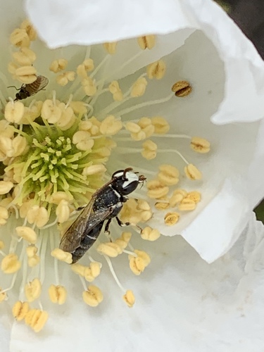 Hylaeus episcopalis coquilletti