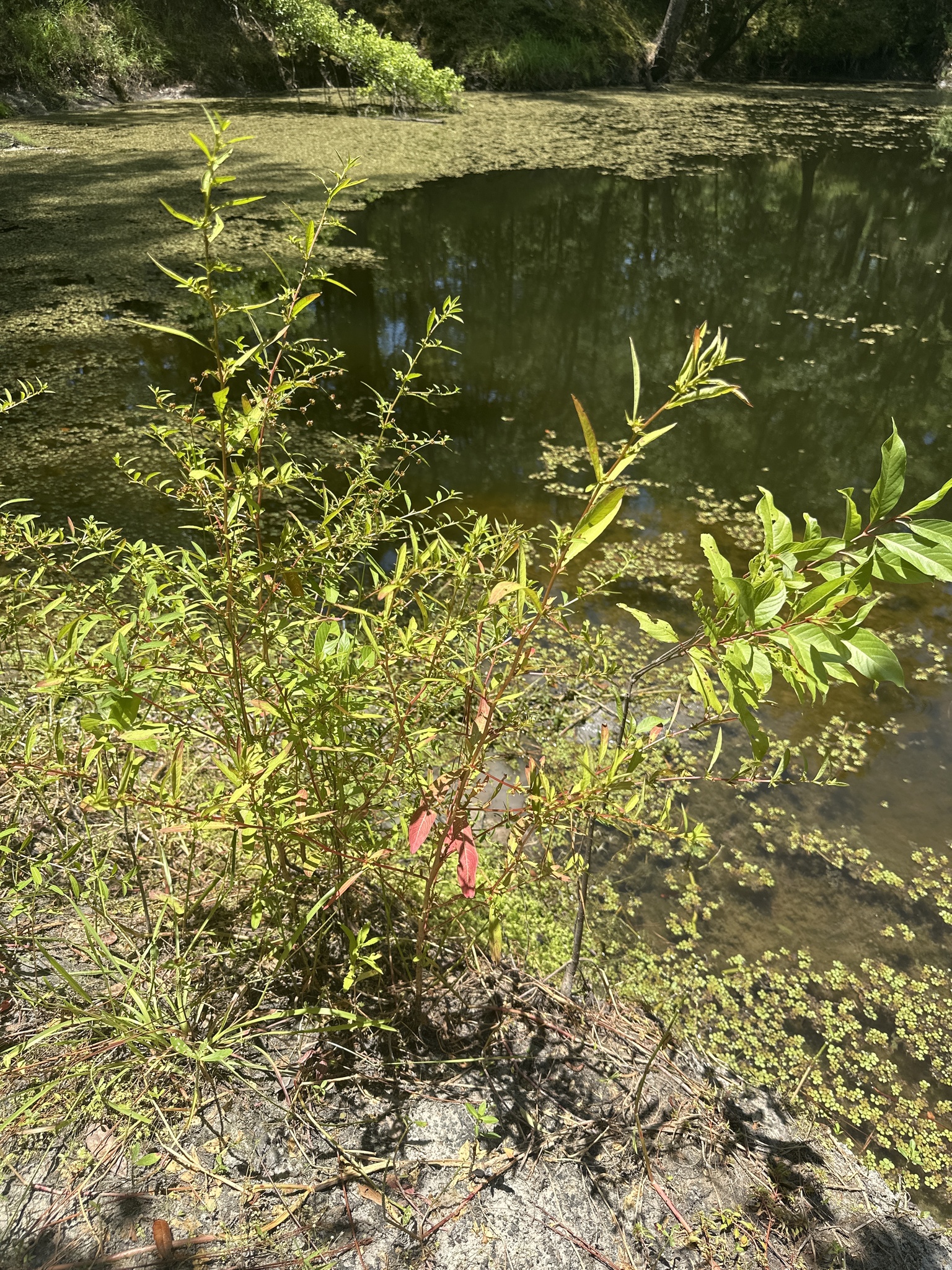 Imagem de Ludwigia glandulosa é conhecida como "Ludwígia"