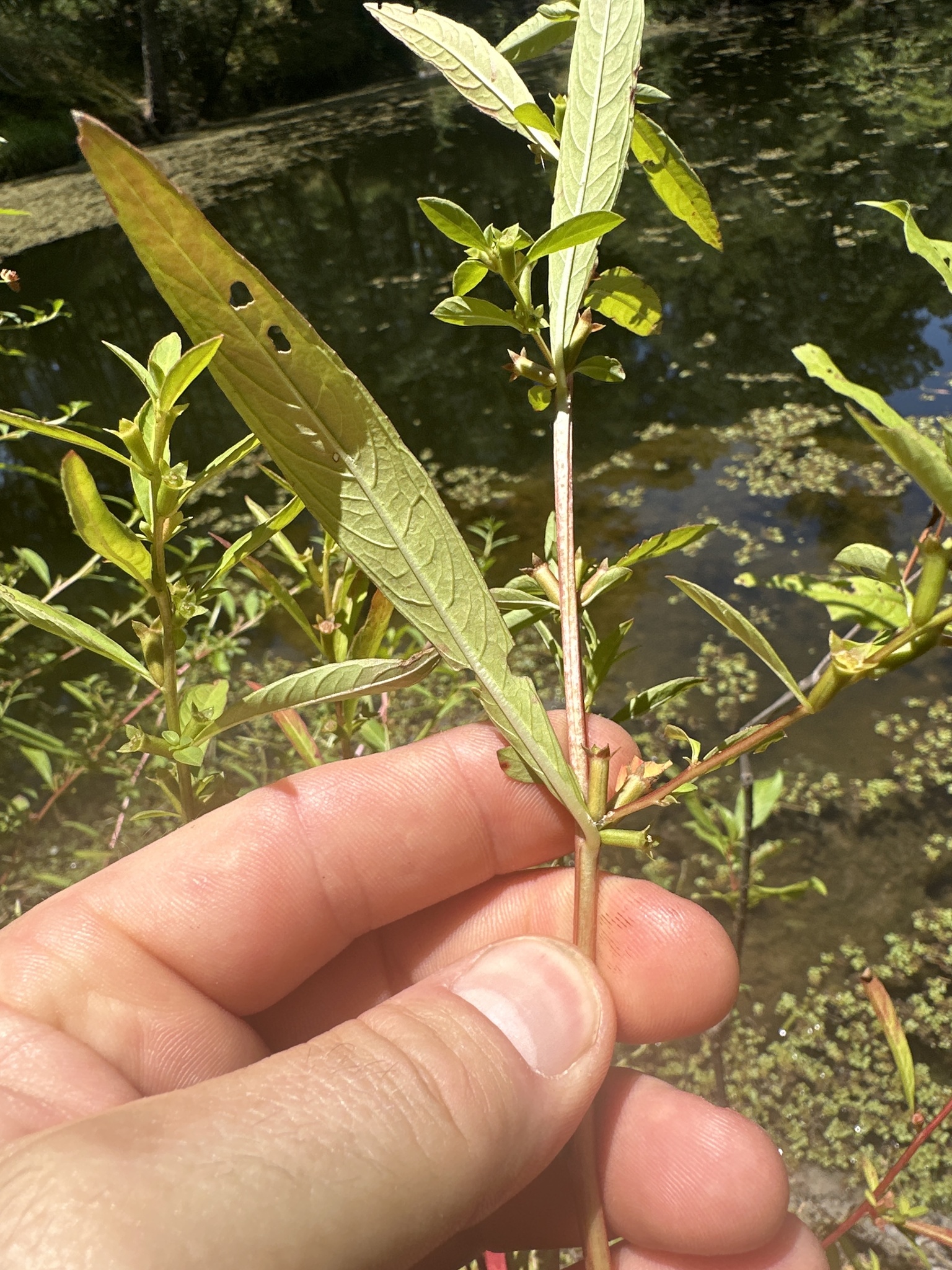 Imagem de Ludwigia glandulosa é conhecida como "Ludwígia"