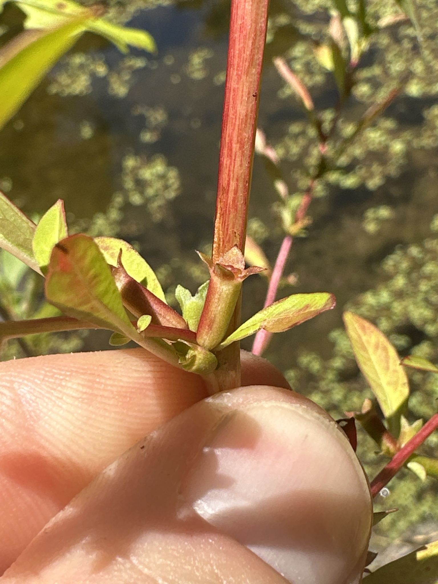 Imagem de Ludwigia glandulosa é conhecida como "Ludwígia"