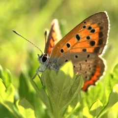 Lycaena phlaeas daimio