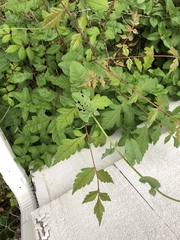Koelreuteria paniculata
