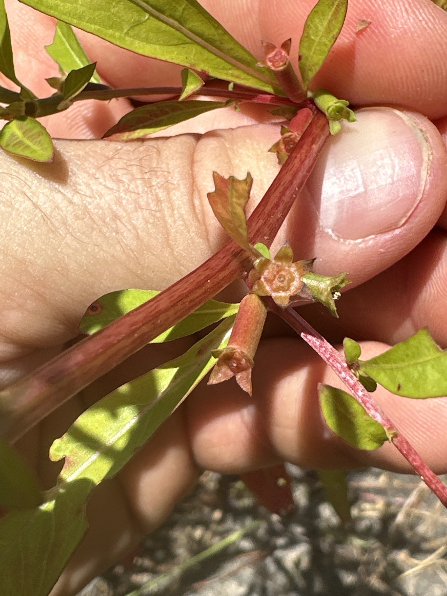 Imagem de Ludwigia glandulosa é conhecida como "Ludwígia"
