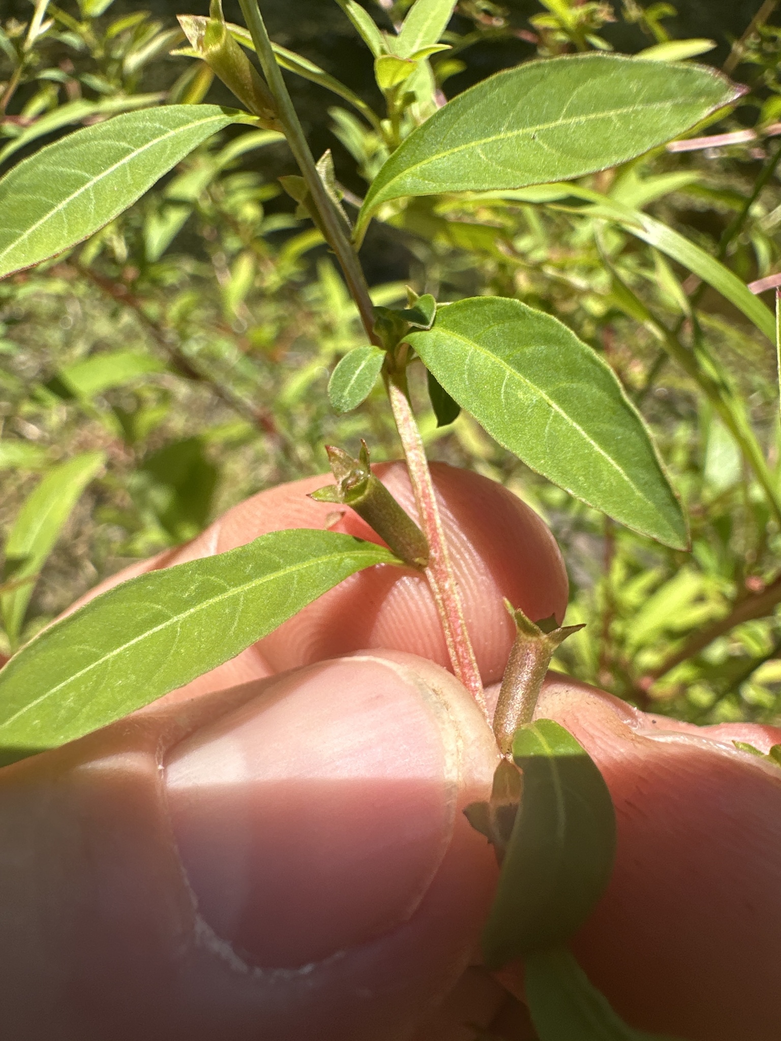 Imagem de Ludwigia glandulosa é conhecida como "Ludwígia"