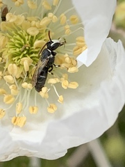 Hylaeus episcopalis