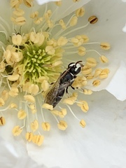 Hylaeus episcopalis
