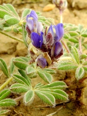 Lupinus brevicaulis
