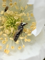 Hylaeus episcopalis