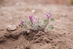 Lupinus concinnus