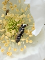 Hylaeus episcopalis