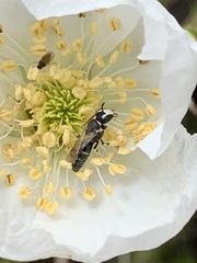 Hylaeus episcopalis