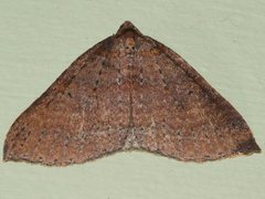 Larentia apotoma