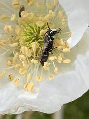 Hylaeus episcopalis