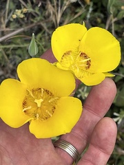 Calochortus concolor
