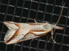 Arotrophora arcuatalis