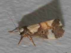 Philenora elegans