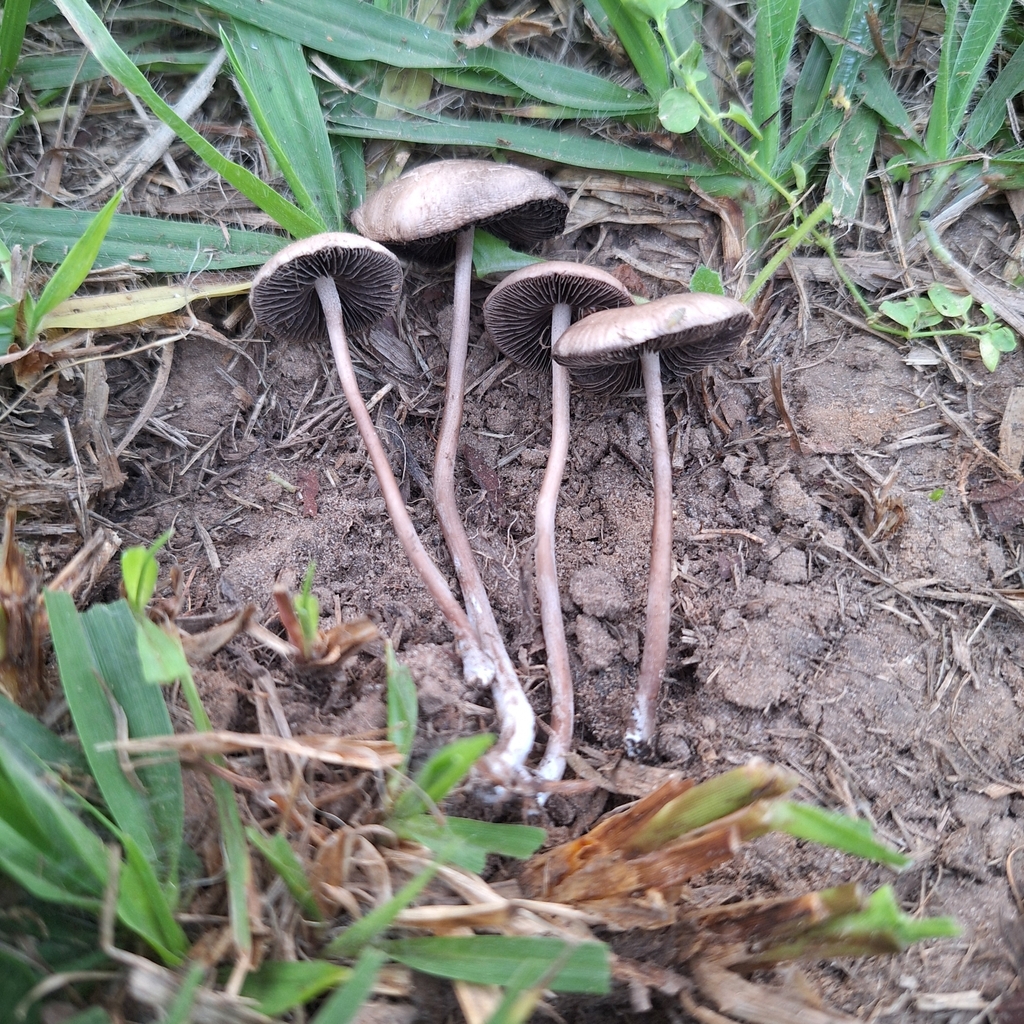 Panaeolus cinctulus · June 2024 · photo: © deniszabin (iNaturalist, cc-by)