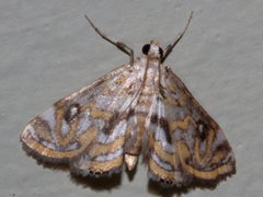 Parapoynx polydectalis