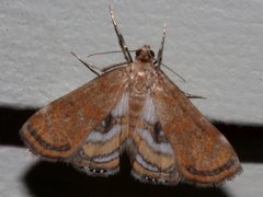 Parapoynx polydectalis