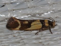 Macrobathra chrysotoxa