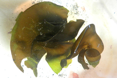 Undaria pinnatifida