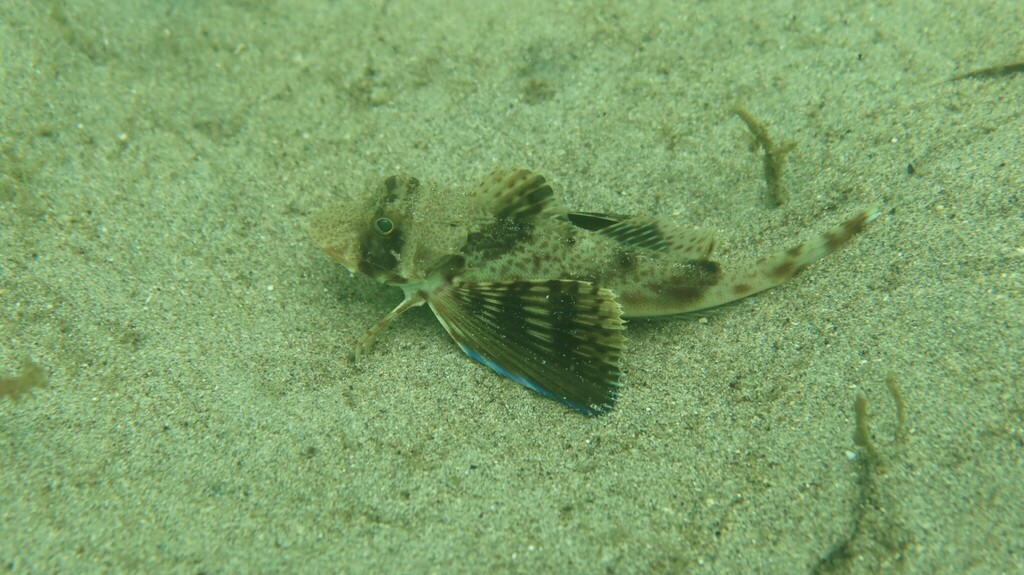 Atlantic searobin (Prionotus punctatus) — Triglidae