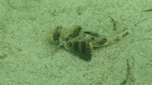 Atlantic searobin (Prionotus punctatus) — Triglidae