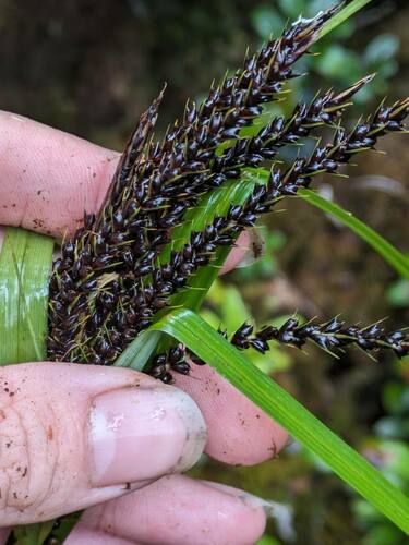 Carex kauaiensis observed 2024-06-19