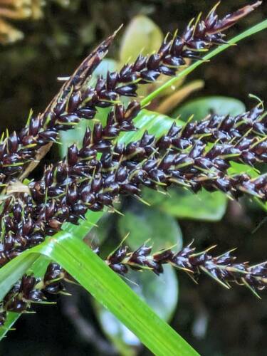 Carex kauaiensis
