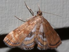 Parapoynx polydectalis