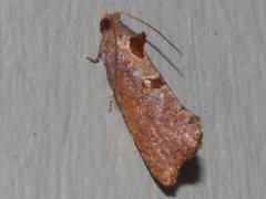 Glyphidoptera insignana