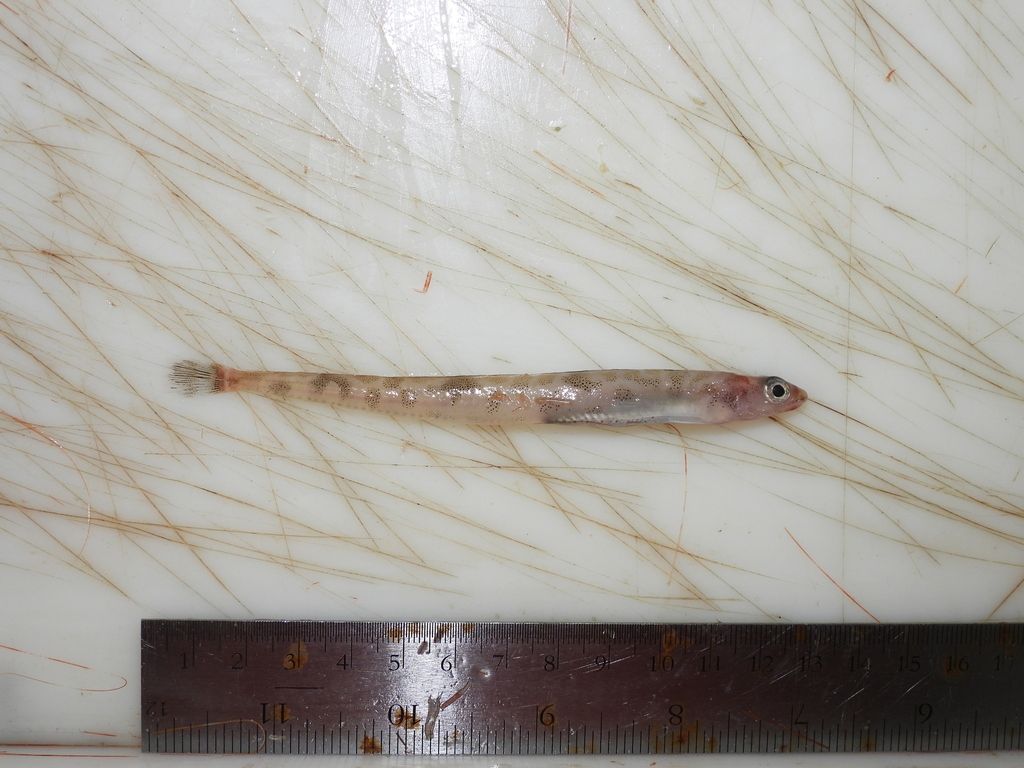 Spotted Snake Blenny