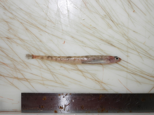 Spotted Snake Blenny