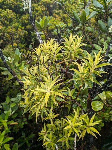 Myrsine helleri observed 2024-06-19