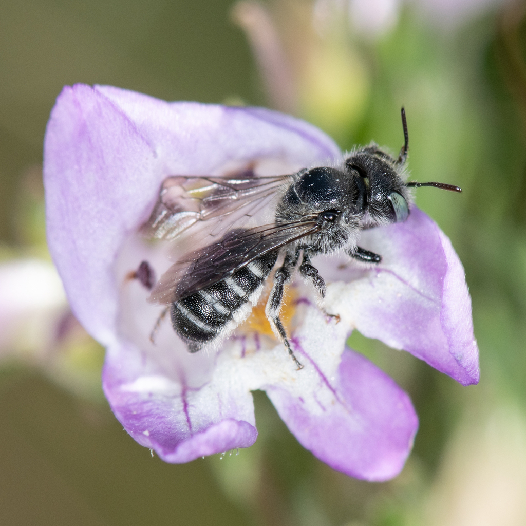 Hairy-fronted Small-Mason