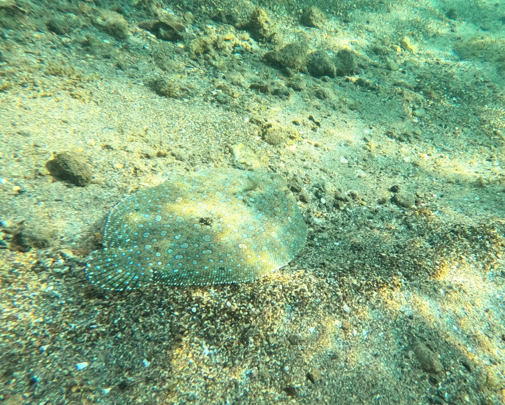 Tropical flounder