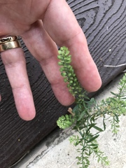Lepidium austrinum