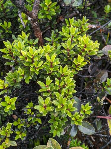 Myrsine denticulata observed 2024-06-19