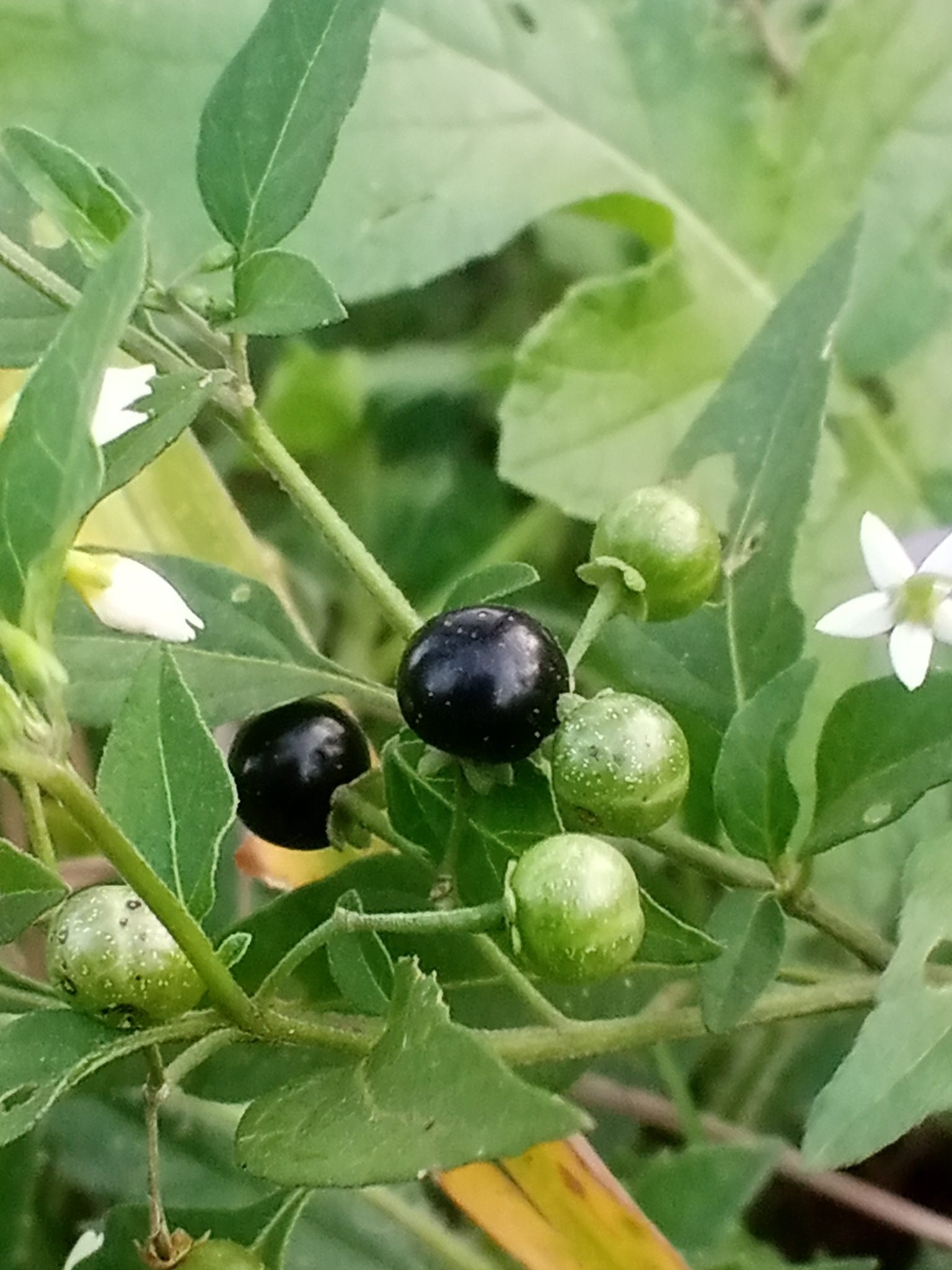 Solanum americanum