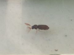 Ptilinus