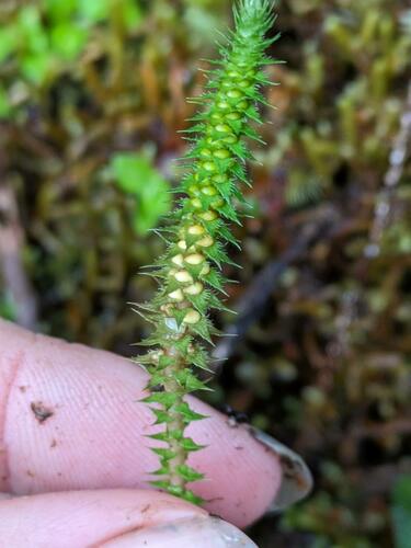 Deflexed Spikemoss (Selaginella deflexa)