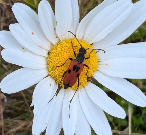 Dimorphic Flower Longhorn Beetle photo 6