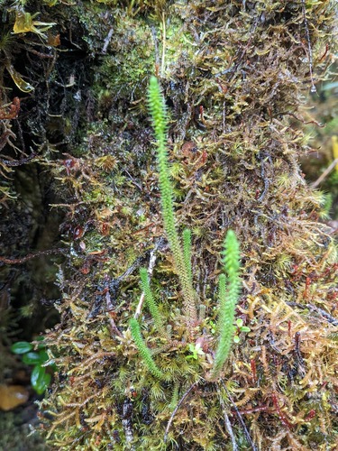 Selaginella deflexa