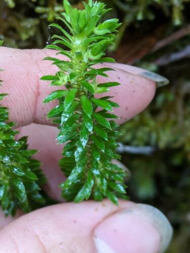 Huperzia serrata observed 2024-06-19