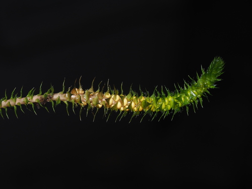 Selaginella deflexa