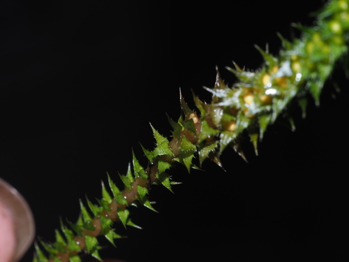 Image of Selaginella deflexa by (c) Kevin Faccenda, some rights reserved (CC BY)