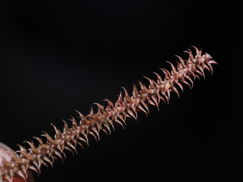 Image of Selaginella deflexa by (c) Kevin Faccenda, some rights reserved (CC BY)